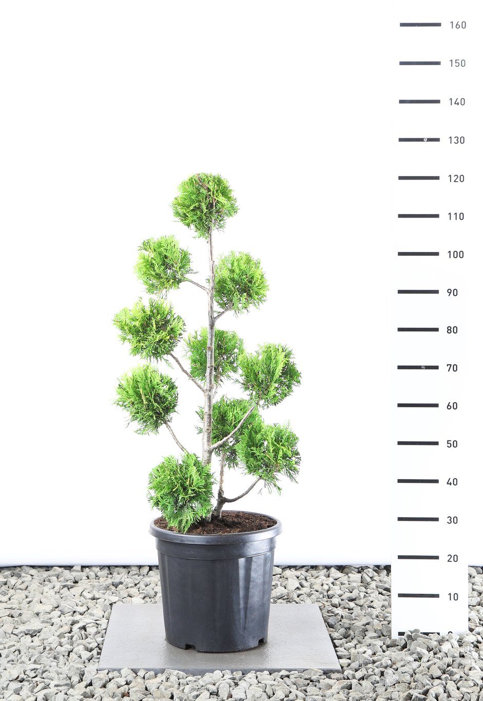 Thuja occ. 'Golden Brabant' - 80-100 CM PonPon EXTRA in Cont.